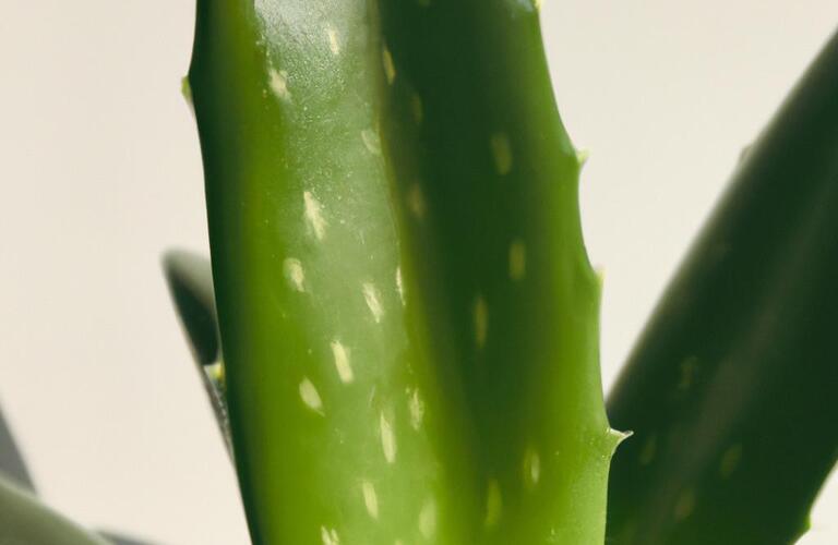 植物の恵みで健康を守ろう！