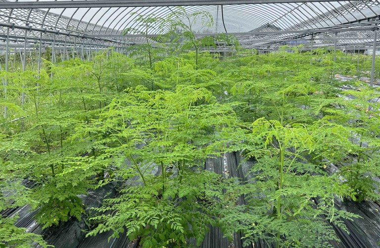 モリンガのパワーで健康をサポート！日々を豊かにする秘密を解き明かす